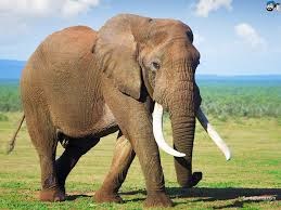 elephant-1